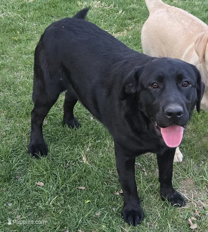 Nova  – Labrador Retriever puppy for sale in Greencastle, PA