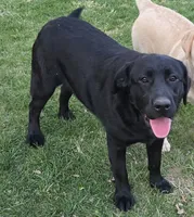 Nova , a female Labrador Retriever for sale in Greencastle, PA – 1 of 3