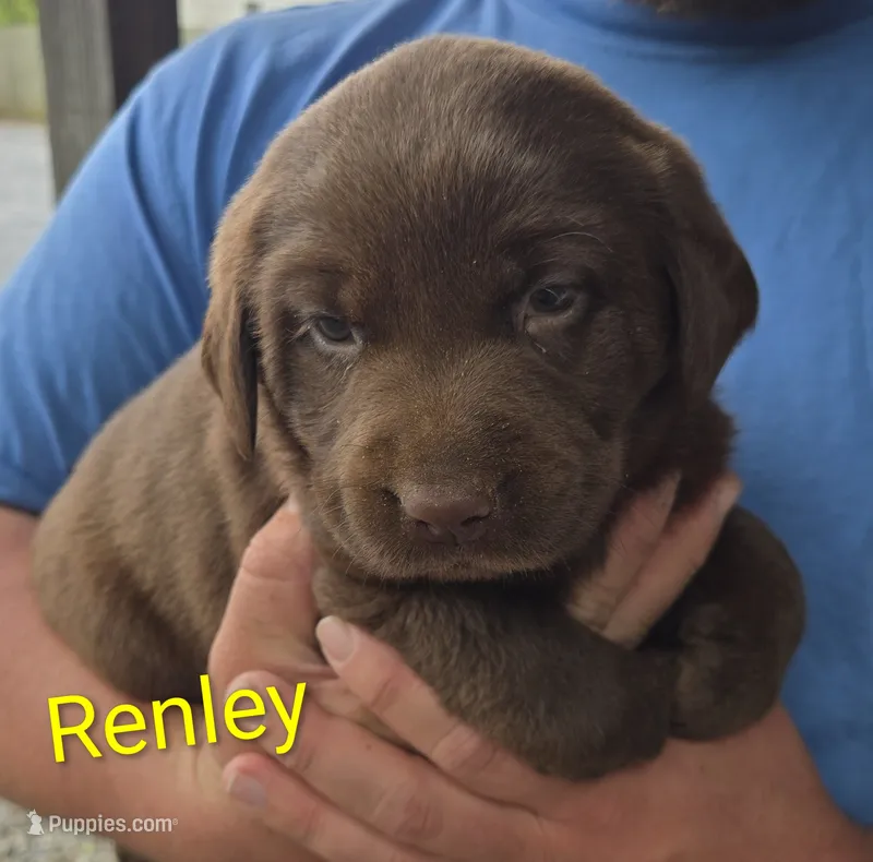 Renley  – Labrador Retriever puppy for sale in Greencastle, PA