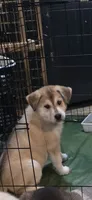 DAISY, a female Siberian Husky and Golden Retriever for sale in Menasha, WI – 2 of 2
