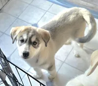 CHA-CHA, a female Siberian Husky and Golden Retriever for sale in Menasha, WI – Photo 2 of 4