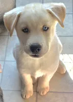 PRINCE, a male Siberian Husky and Golden Retriever for sale in Menasha, WI – Photo 1 of 5