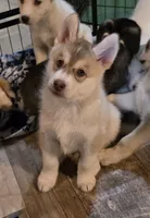 CLIFFORD, a male Siberian Husky and Golden Retriever for sale in Menasha, WI – 2 of 4