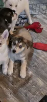 LEO, a male Siberian Husky and Golden Retriever for sale in Menasha, WI – 2 of 3