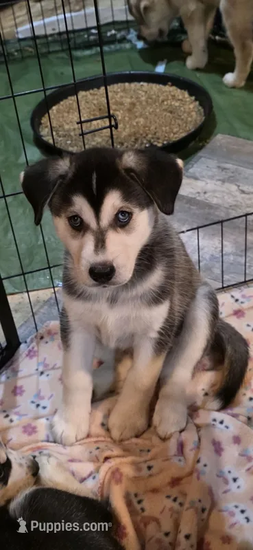 MJ – Siberian Husky, Golden Retriever puppy for sale in Menasha, WI