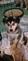 MJ, a male Siberian Husky and Golden Retriever for sale in Menasha, WI – 1 of 2