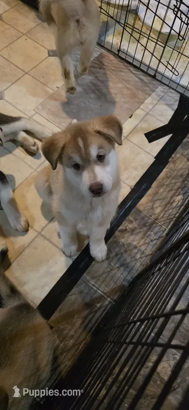 JIMMY – Siberian Husky, Golden Retriever puppy for sale in Menasha, WI