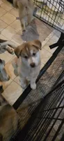 JIMMY, a male Siberian Husky and Golden Retriever for sale in Menasha, WI – 1 of 2