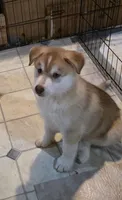 JIMMY, a male Siberian Husky and Golden Retriever for sale in Menasha, WI – 2 of 2