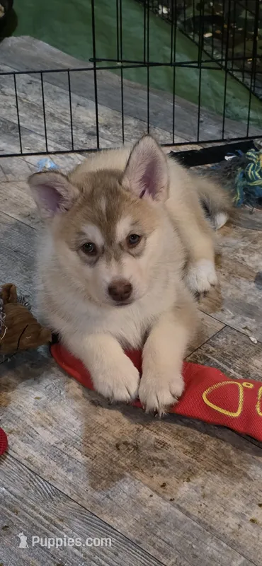 CLIFFORD – Siberian Husky, Golden Retriever puppy for sale in Menasha, WI
