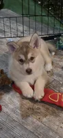 CLIFFORD, a male Siberian Husky and Golden Retriever for sale in Menasha, WI – 1 of 4