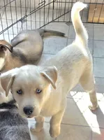 PRINCE, a male Siberian Husky and Golden Retriever for sale in Menasha, WI – Photo 3 of 3