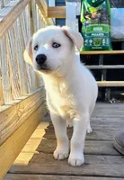 PRINCE, a male Siberian Husky and Golden Retriever for sale in Menasha, WI – Photo 1 of 3