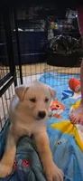 BETTY, a female Siberian Husky and Golden Retriever for sale in Menasha, WI – 3 of 3