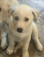 DOLLY, a female Siberian Husky and Golden Retriever for sale in Menasha, WI – 1 of 1