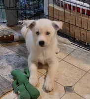 BETTY, a female Siberian Husky and Golden Retriever for sale in Menasha, WI – 1 of 3