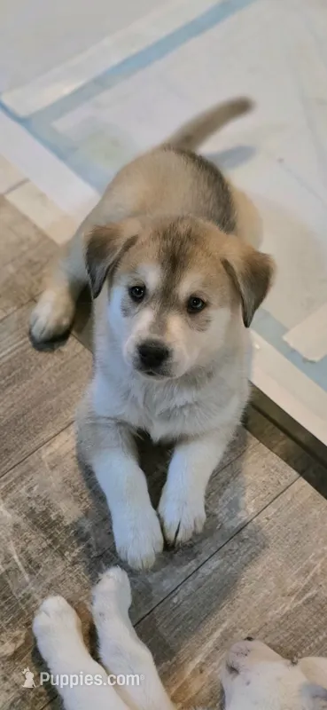 DAISY – Siberian Husky, Golden Retriever puppy for sale in Menasha, WI