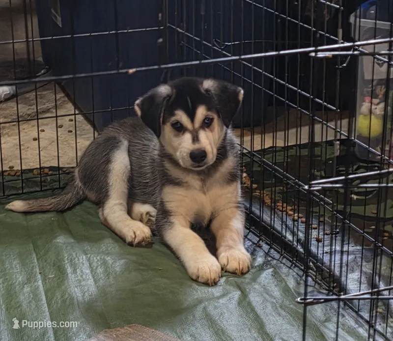 MJ – Siberian Husky, Golden Retriever puppy for sale in Menasha, WI