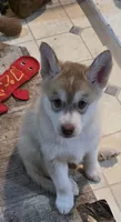 CLIFFORD, a male Siberian Husky and Golden Retriever for sale in Menasha, WI – 4 of 4