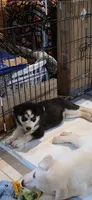 WINDOM, a male Siberian Husky and Golden Retriever for sale in Menasha, WI – 2 of 3