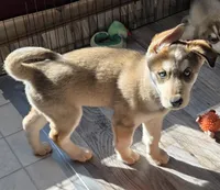 JACK, a male Siberian Husky and Golden Retriever for sale in Menasha, WI – Photo 2 of 4