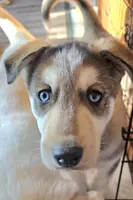 JACK, a male Siberian Husky and Golden Retriever for sale in Menasha, WI – Photo 4 of 4