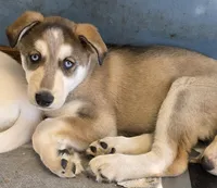 JACK, a male Siberian Husky and Golden Retriever for sale in Menasha, WI – Photo 3 of 4