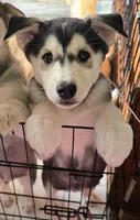 LUCY, a female Siberian Husky and Golden Retriever for sale in Menasha, WI – Photo 1 of 4
