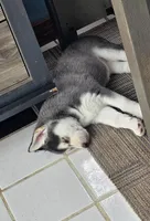 LUCY, a female Siberian Husky and Golden Retriever for sale in Menasha, WI – Photo 2 of 4