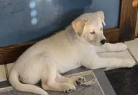 PEARL, a female Siberian Husky and Golden Retriever for sale in Menasha, WI – Photo 2 of 2