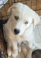 PEARL, a female Siberian Husky and Golden Retriever for sale in Menasha, WI – Photo 1 of 2