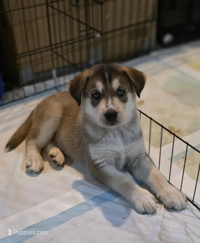 LEO – Siberian Husky, Golden Retriever puppy for sale in Menasha, WI