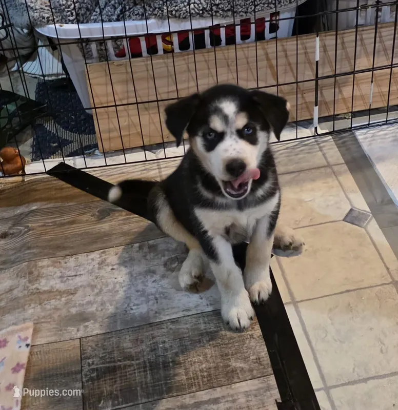 WINDOM – Siberian Husky, Golden Retriever puppy for sale in Menasha, WI