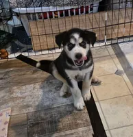WINDOM, a male Siberian Husky and Golden Retriever for sale in Menasha, WI – 1 of 3