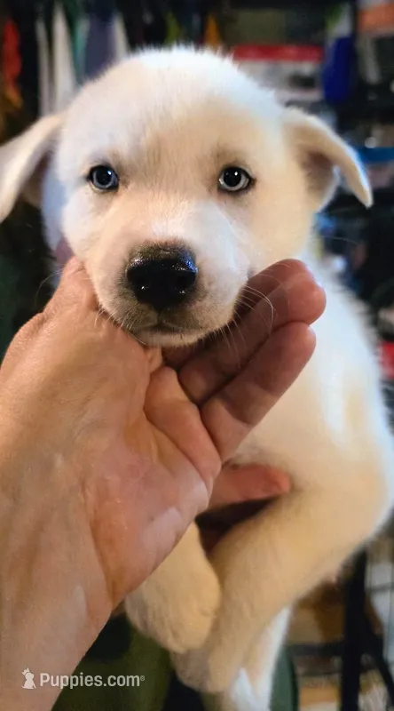 BETTY – Siberian Husky, Golden Retriever puppy for sale in Menasha, WI
