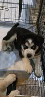 WINDOM, a male Siberian Husky and Golden Retriever for sale in Menasha, WI – 3 of 3