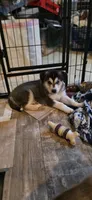 MJ, a male Siberian Husky and Golden Retriever for sale in Menasha, WI – 2 of 2