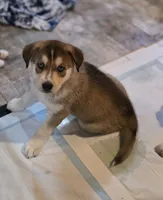LEO, a male Siberian Husky and Golden Retriever for sale in Menasha, WI – 3 of 3