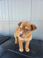 No name, a male Australian Shepherd and German Shepherd Dog for sale in Chesnee, SC – Photo 3 of 4