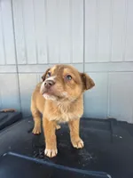 No name, a male Australian Shepherd and German Shepherd Dog for sale in Chesnee, SC – Photo 2 of 4