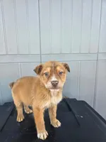 No name, a male Australian Shepherd and German Shepherd Dog for sale in Chesnee, SC – Photo 1 of 4