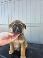 No name, a female Australian Shepherd and German Shepherd Dog for sale in Chesnee, SC – Photo 2 of 4
