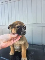 No name, a female Australian Shepherd and German Shepherd Dog for sale in Chesnee, SC – Photo 3 of 4