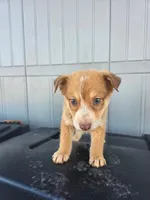 No name, a male Australian Shepherd and German Shepherd Dog for sale in Chesnee, SC – Photo 3 of 4