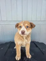 No name, a male Australian Shepherd and German Shepherd Dog for sale in Chesnee, SC – Photo 1 of 4