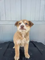 No name, a male Australian Shepherd and German Shepherd Dog for sale in Chesnee, SC – Photo 2 of 4
