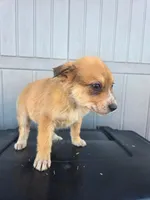No name, a female Australian Shepherd and German Shepherd Dog for sale in Chesnee, SC – Photo 1 of 4
