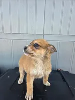 No name, a female Australian Shepherd and German Shepherd Dog for sale in Chesnee, SC – Photo 3 of 4
