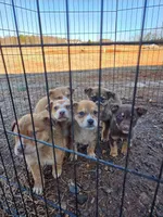 No name, a female Australian Shepherd and German Shepherd Dog for sale in Chesnee, SC – Photo 4 of 4