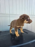 No name, a female Australian Shepherd and German Shepherd Dog for sale in Chesnee, SC – Photo 2 of 4